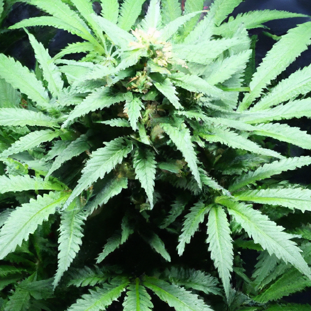 Mastering Cannabis Cultivation: The Art of Effective Plant Humidity Control