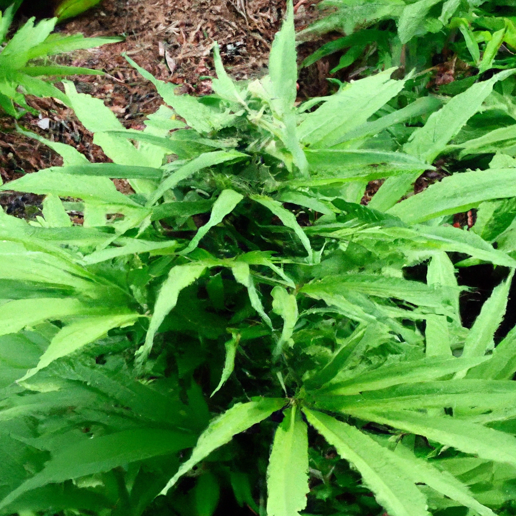 Organic Methods for Better Cannabis