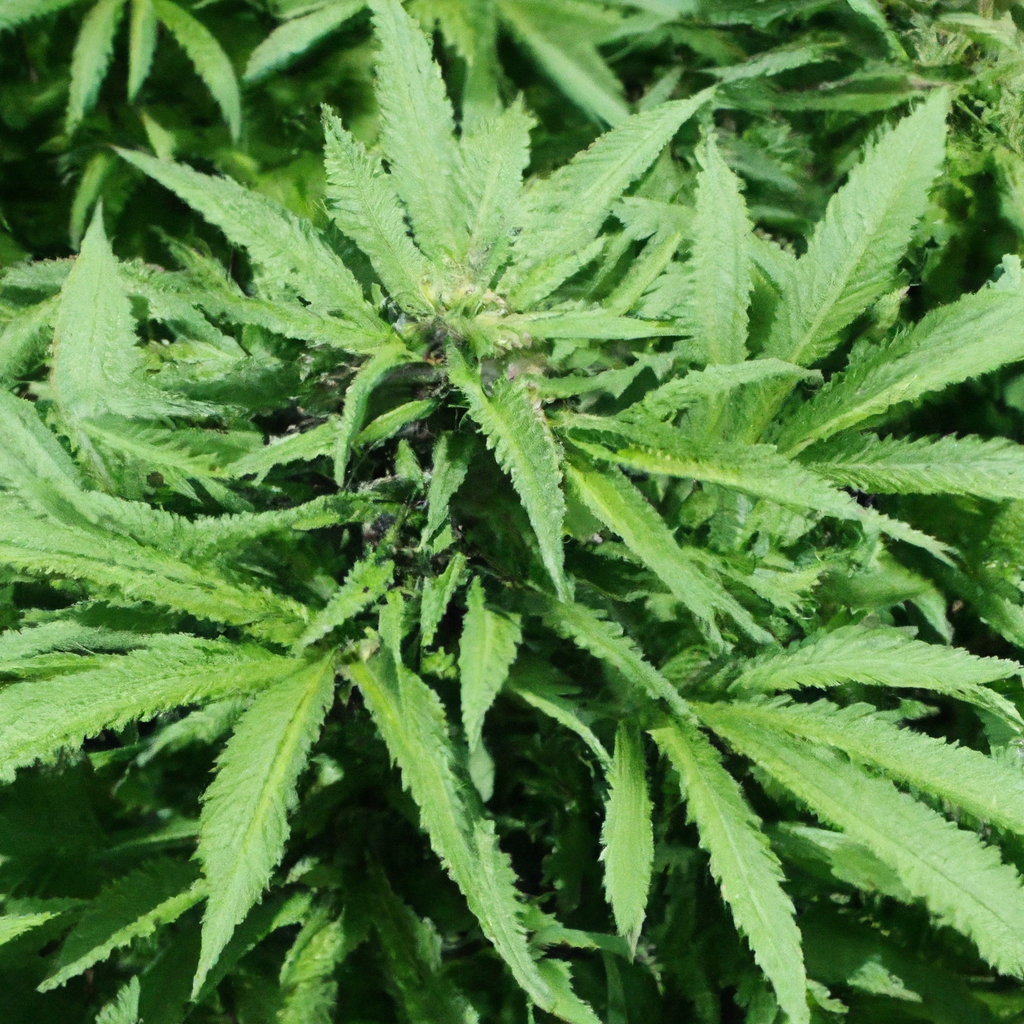 Organic Growing: Mastering Cannabis Cultivation Naturally