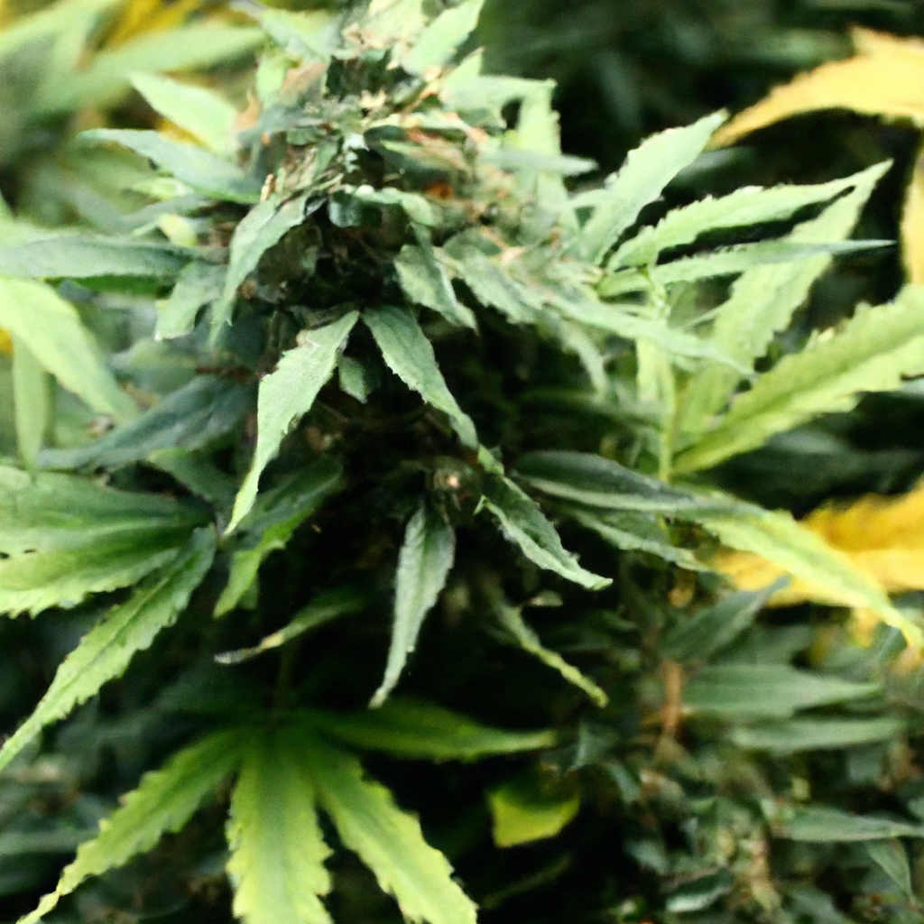 Growing Organic Cannabis: Sustainable Practices for Success