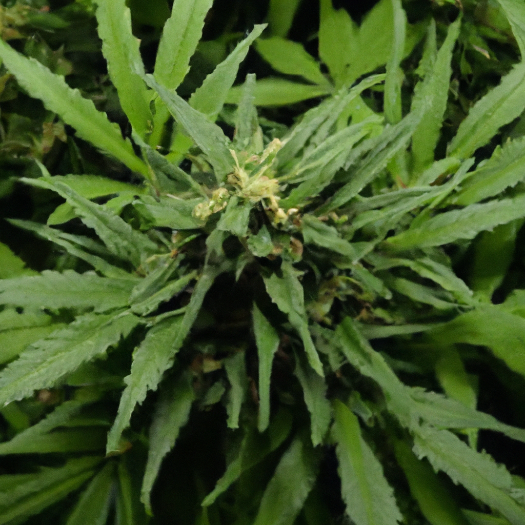 Beyond the Basics: Effective Cannabis Pest Control Strategies