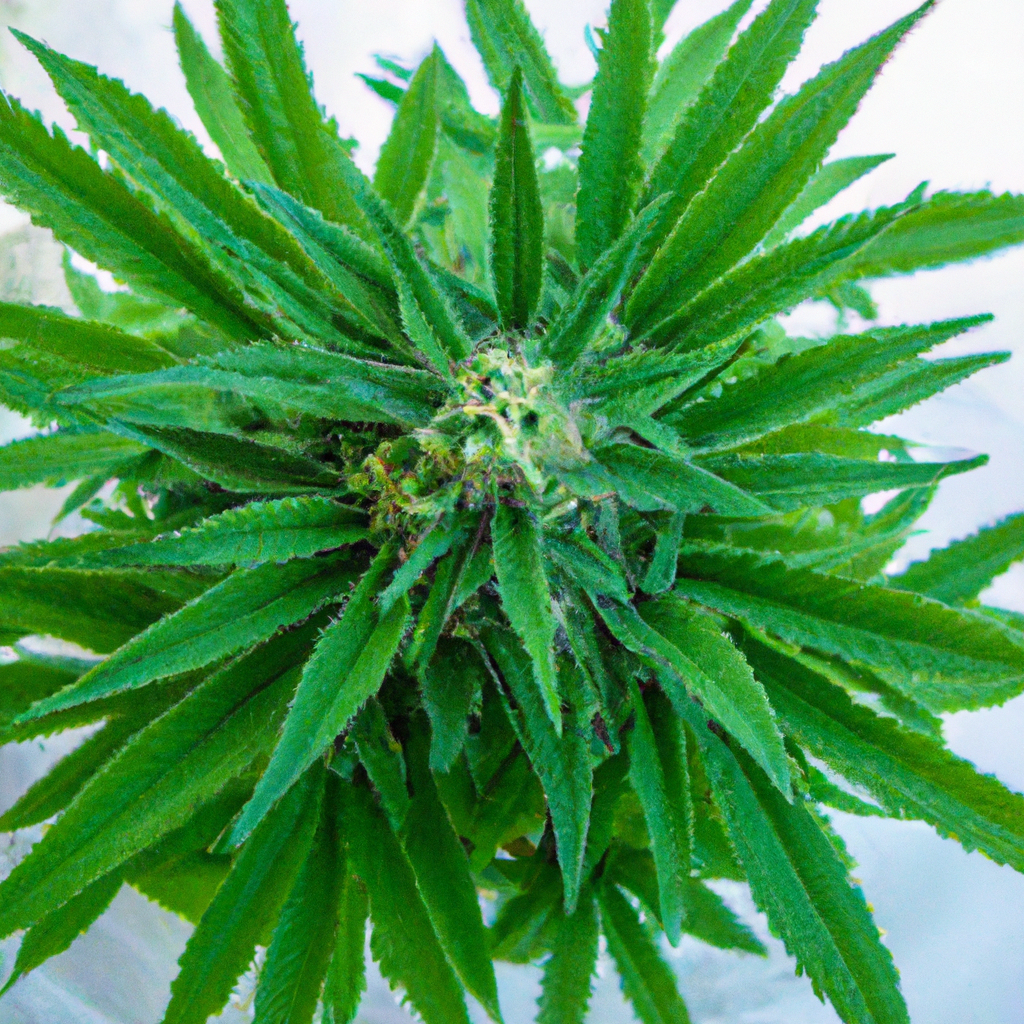 The Practical Guide to Cannabis Hydration Techniques