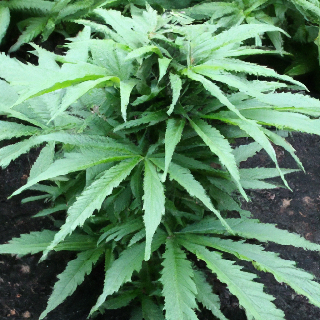 Mastering Cannabis Growth: Soil Amendments for Bountiful Harvests