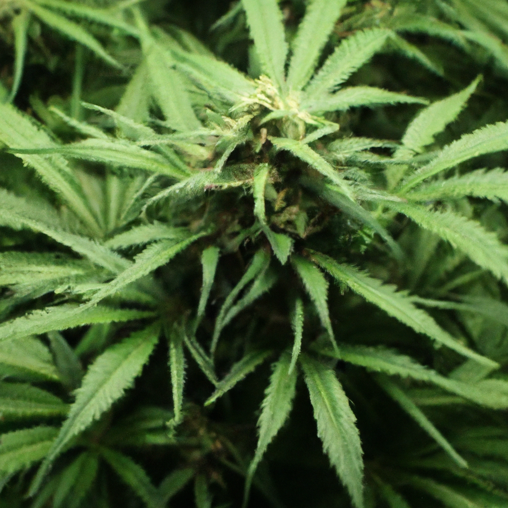 Secrets to Thriving Cannabis Growth