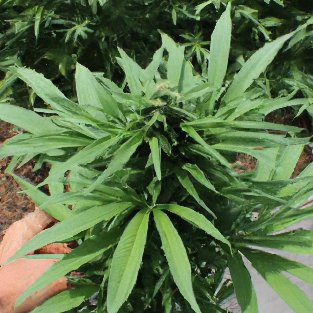 Secrets of Organic Cannabis Cultivation
