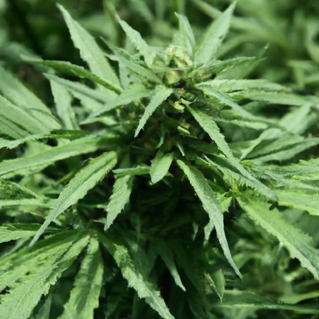 The Role of Cannabis in Soil Regeneration