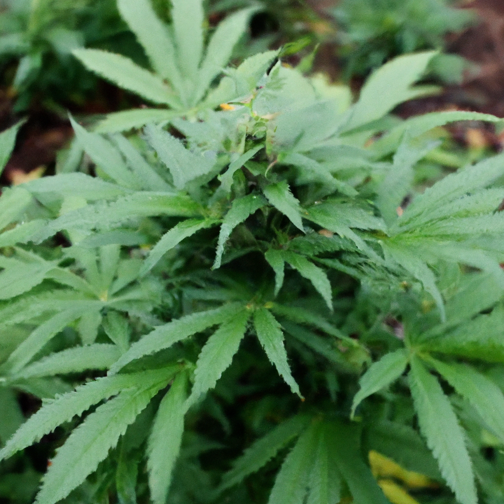 Organic Cannabis: Nature’s Path to Sustainability