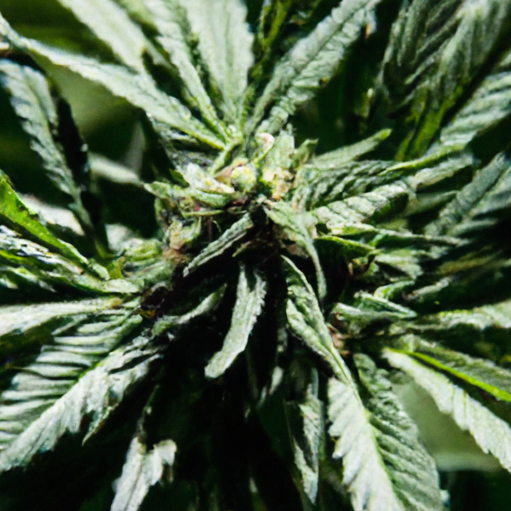 Optimizing Cannabis Growth: The Art of Stress Management