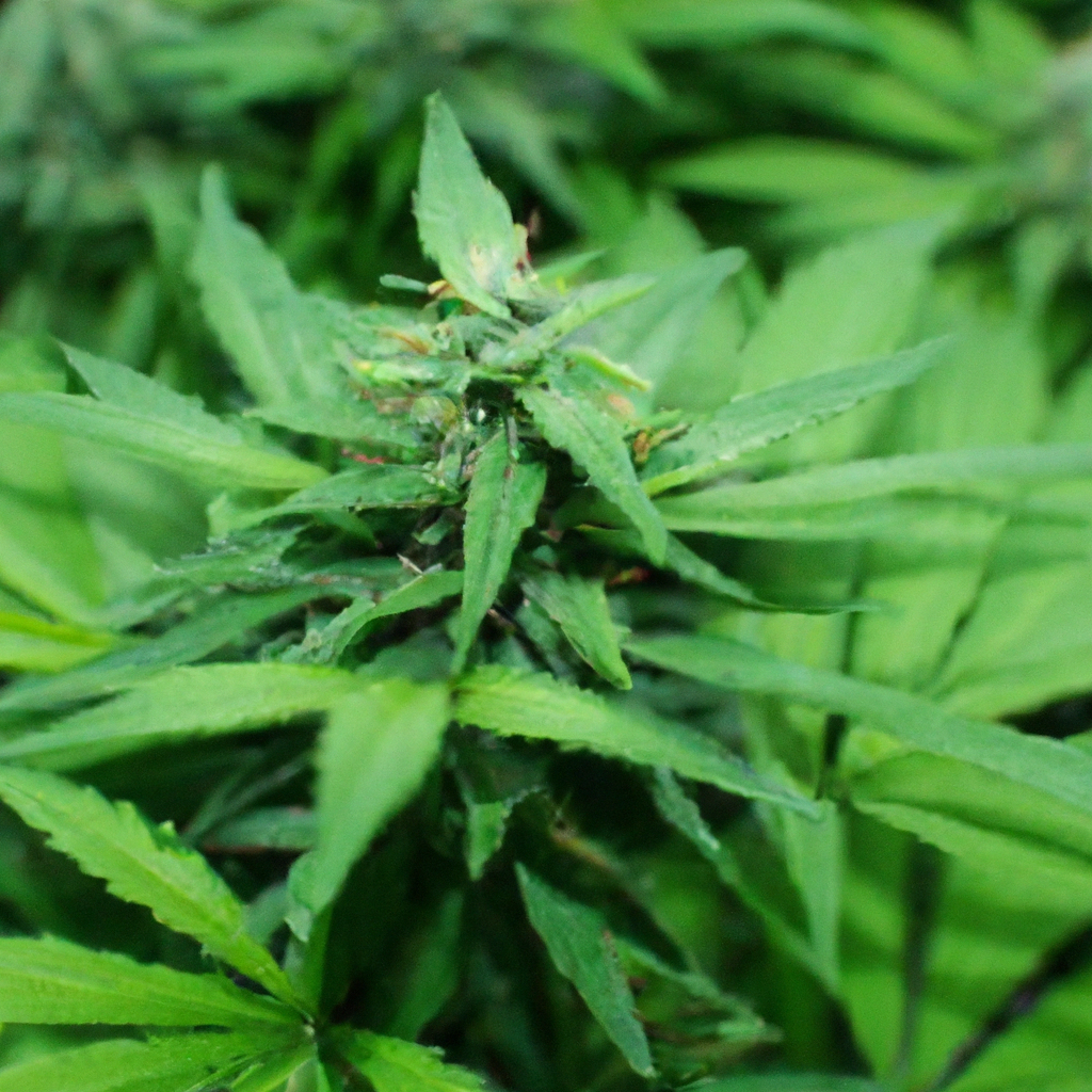 Organic Cannabis Cultivation: Nature’s Best Practices Unveiled