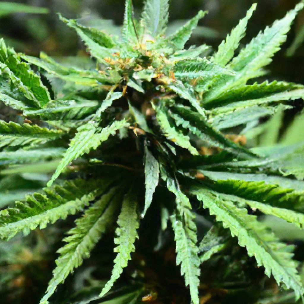 Optimizing Cannabis Growth with Companion Animals