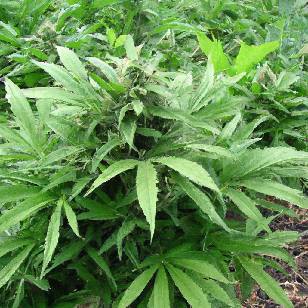 Organically Cultivating Cannabis: Sustainable Tips