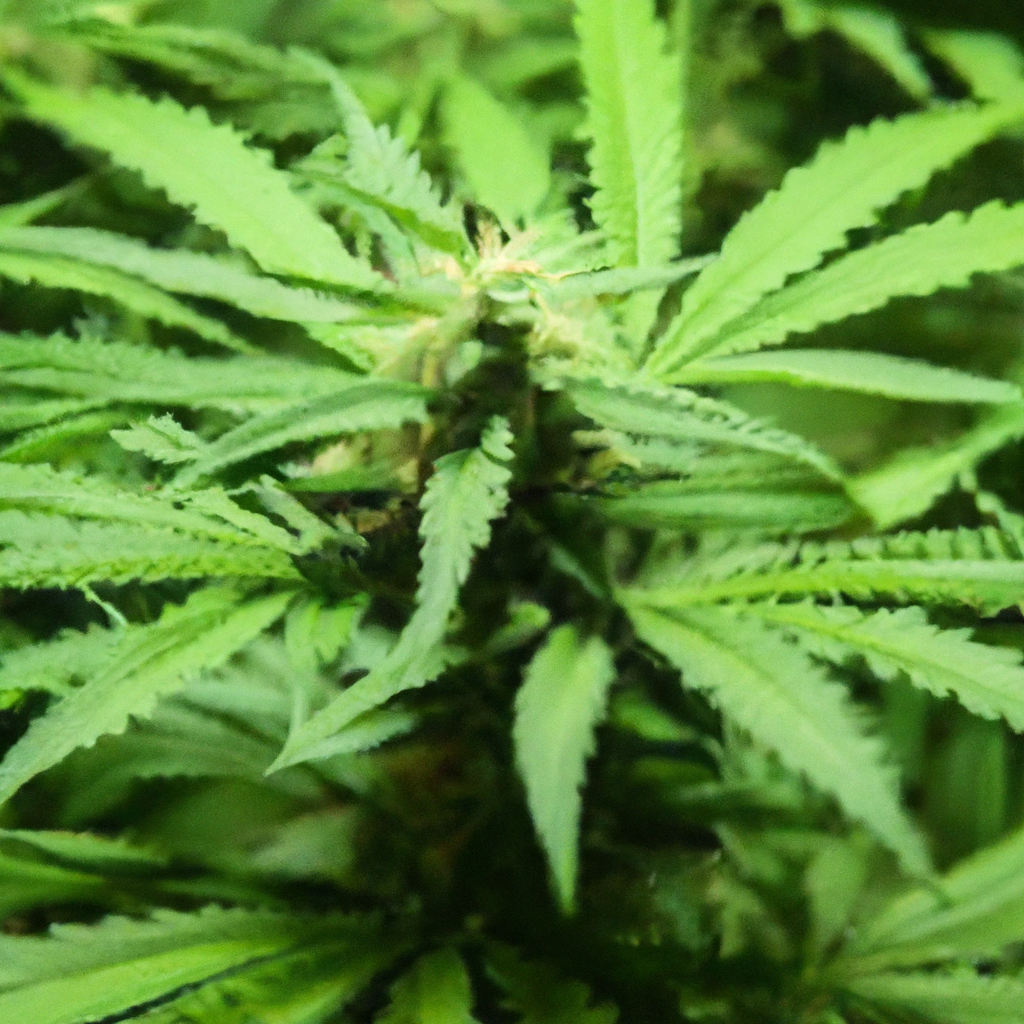 Mastering Cannabis Growth: The Art of Effective Plant Monitoring