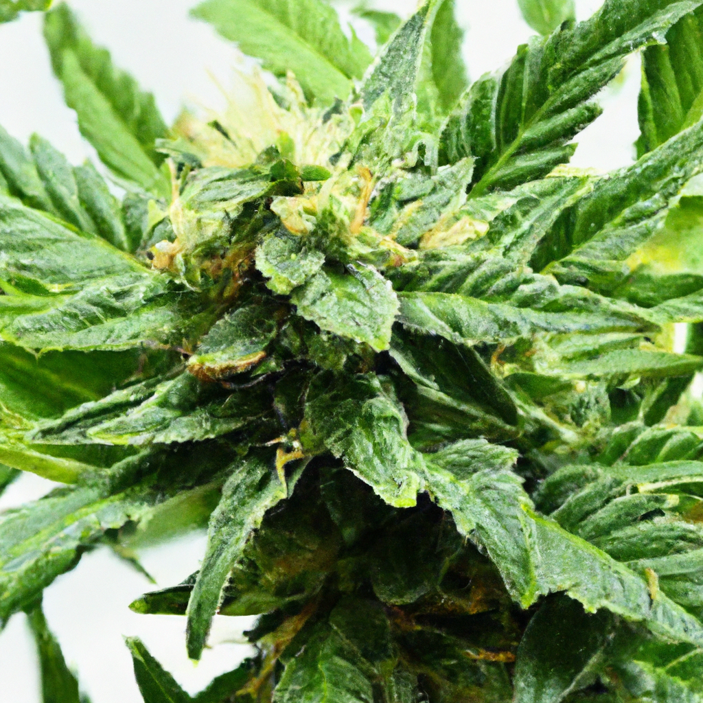 Unlocking Indoor Cannabis Growth: Effective Techniques