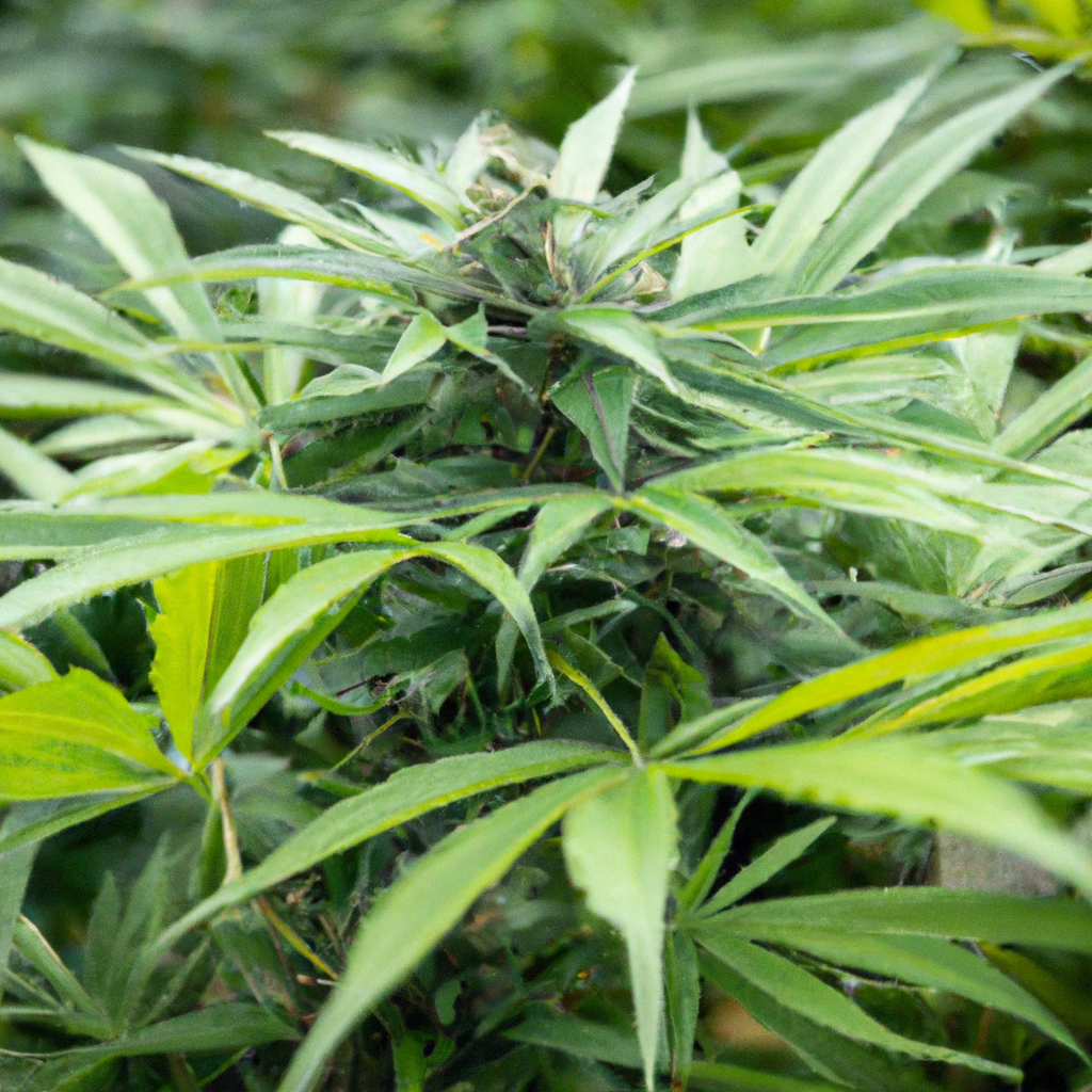 Mastering Cannabis Microclimates: Achieve Consistent Growth Year-Round