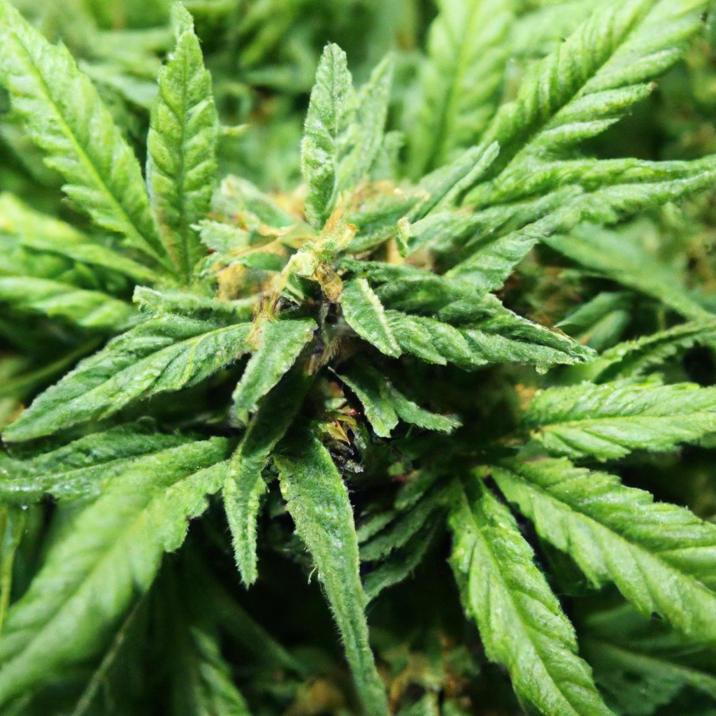 Nurturing Organic Cannabis: A Guide to Natural Practices