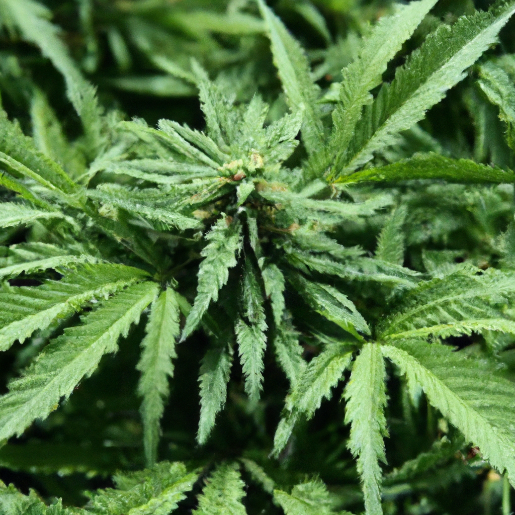 Organic Cannabis Cultivation: Nurturing a Natural Ecosystem