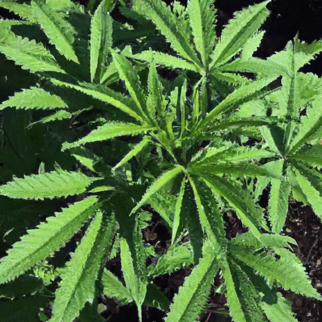 Unlocking Cannabis Success: Sun-Driven Solarization