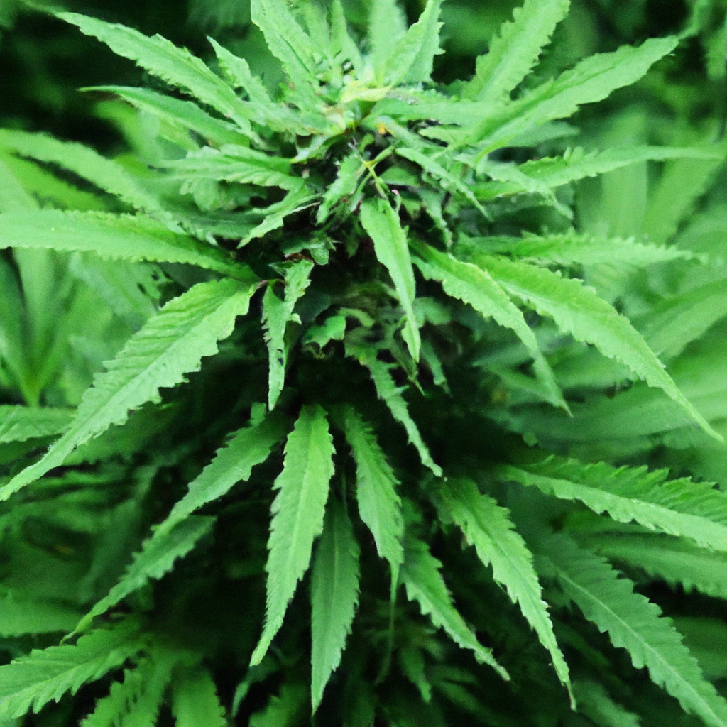 Embracing Organic Cultivation: Elevate Your Cannabis Grow