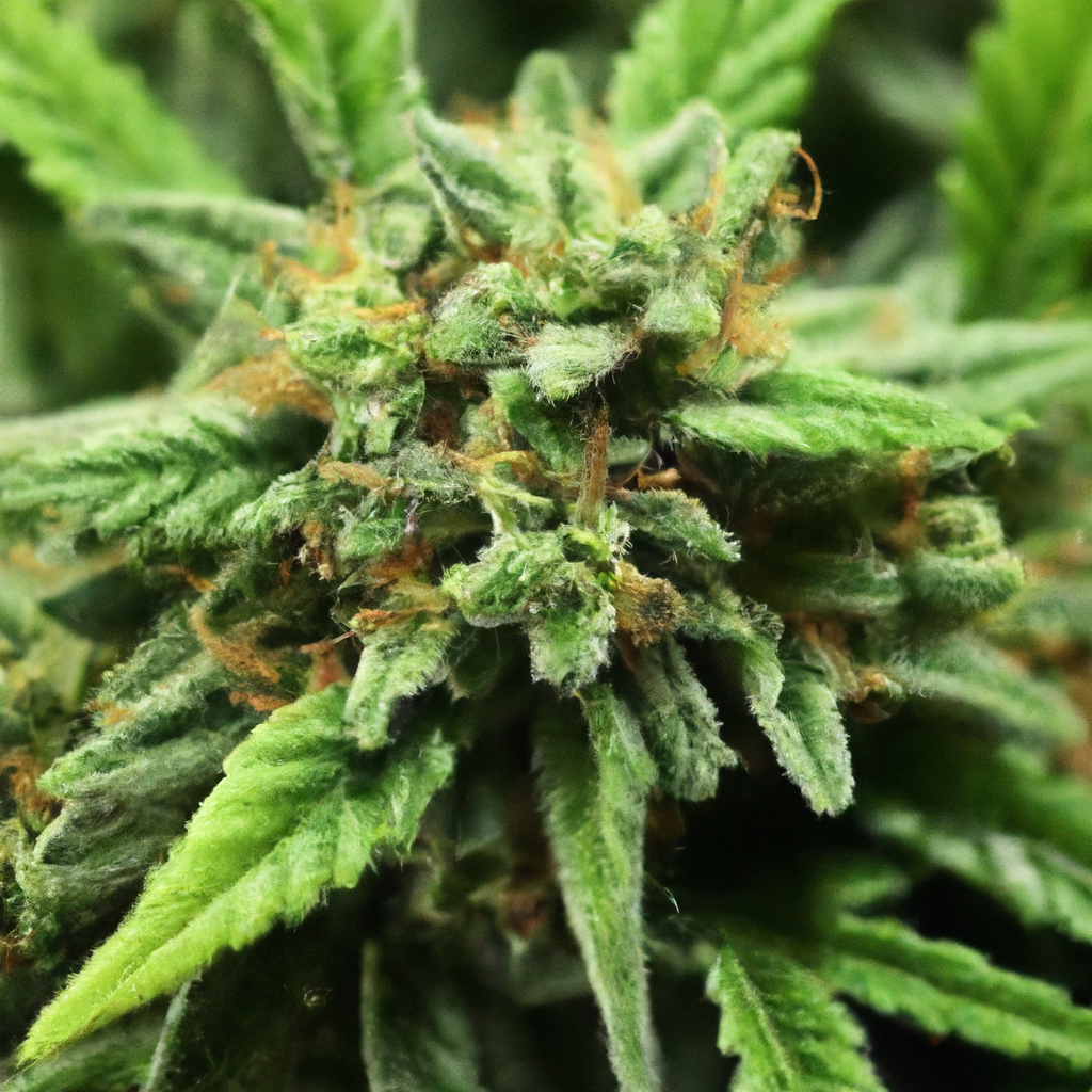 Unlocking Optimal Cannabis Growth: Smart Nutrient Balancing