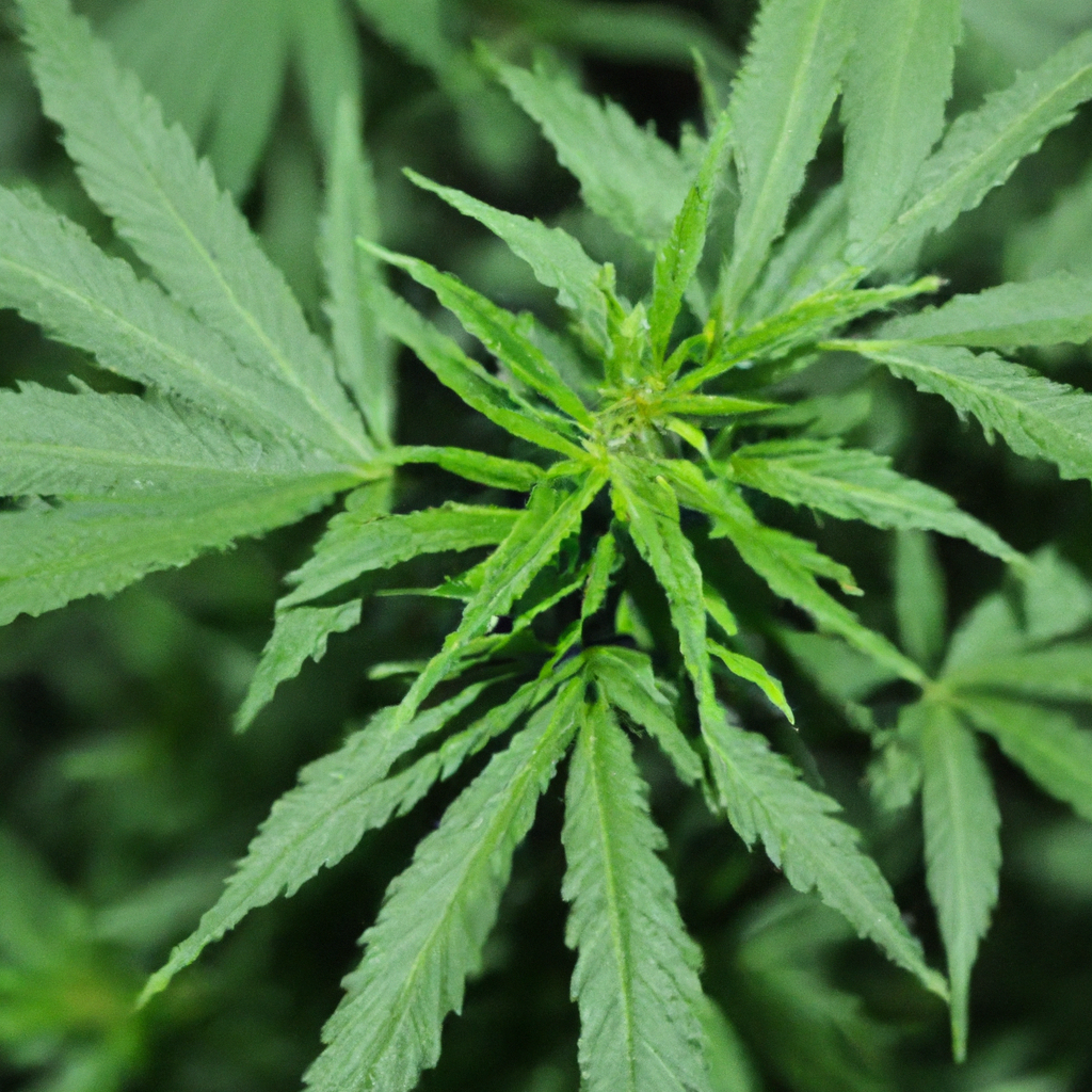 Organic Cannabis Cultivation: Best Practices for Natural Success