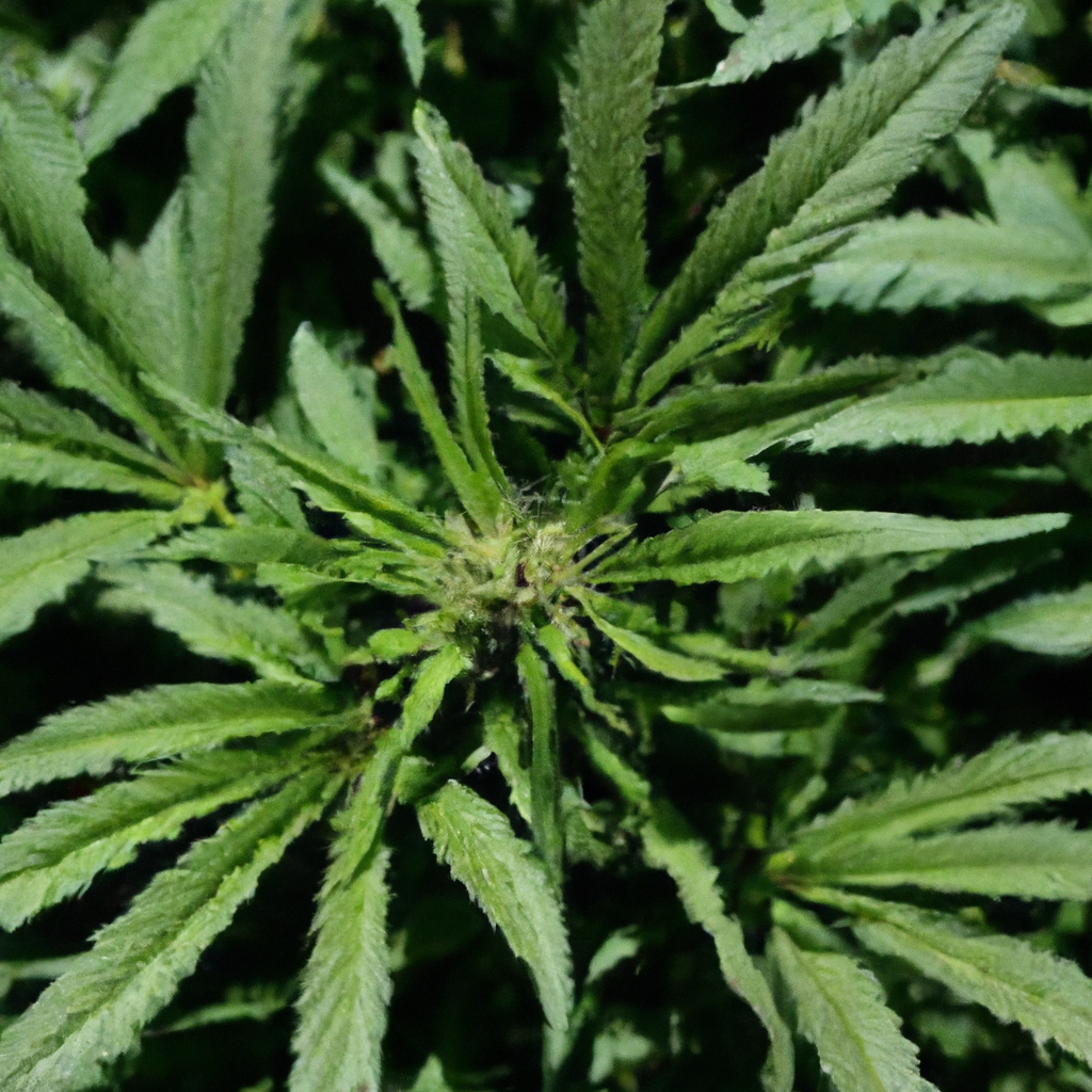 Mastering Organic Cannabis: Building a Sustainable Growth Environment