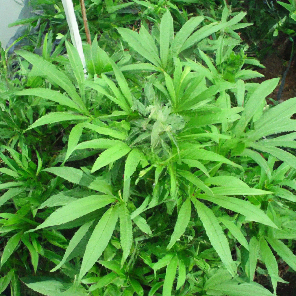 Maximize Cannabis Growth: Innovative Root Zone Techniques