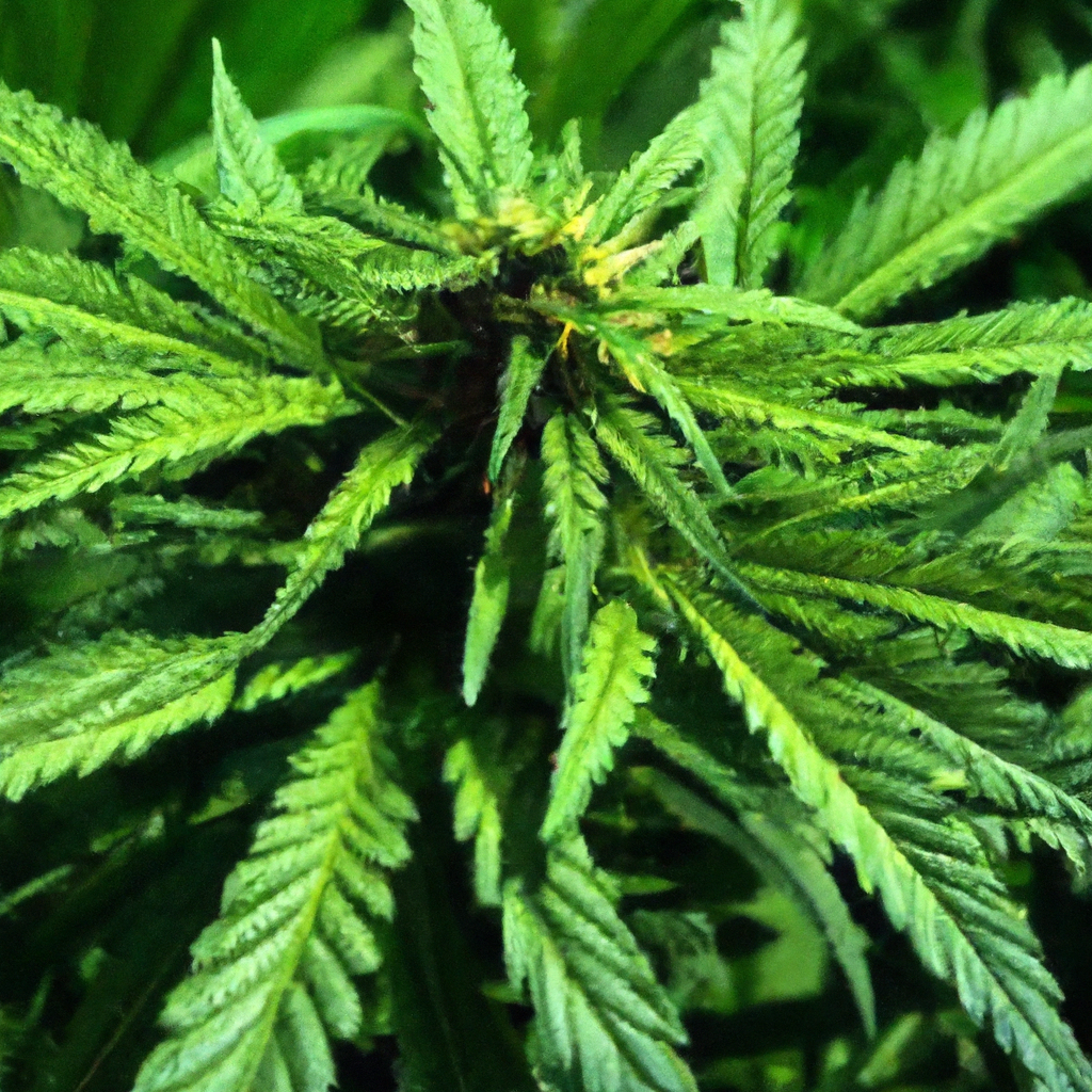 The Overlooked Role of Cannabis in Soil Conservation