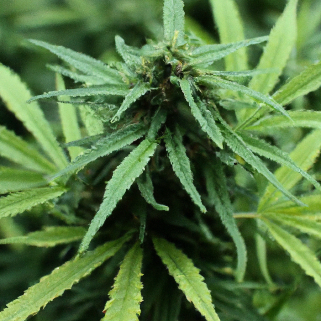 Organic Cannabis: Cultivate with Nature for Success