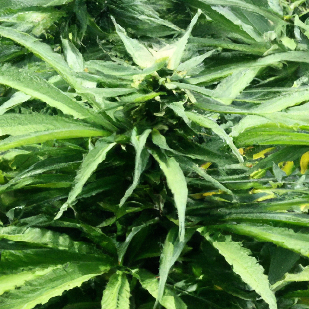 Organic Cannabis Cultivation: A Natural Approach