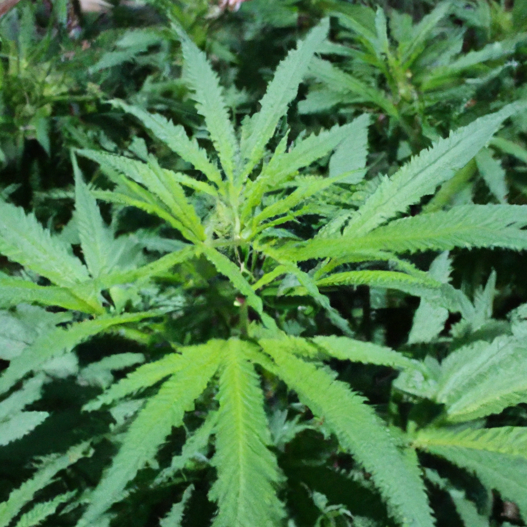 The Art of Organic Cannabis Cultivation