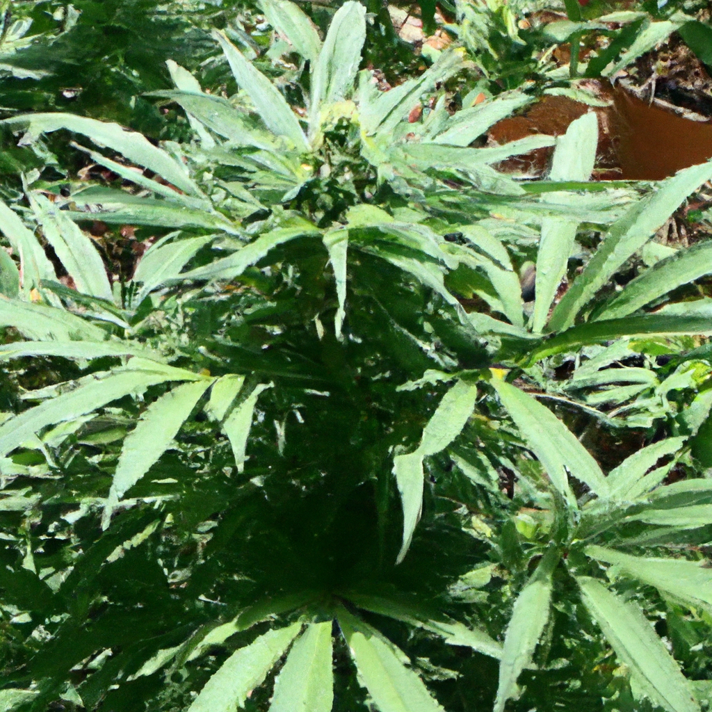 Embracing Organic Cannabis: Best Practices