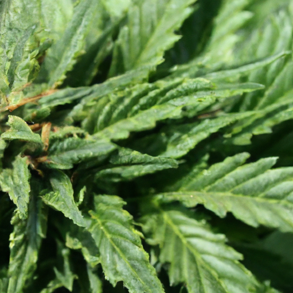 Organic Cannabis Cultivation: Sustainable Growing Practices