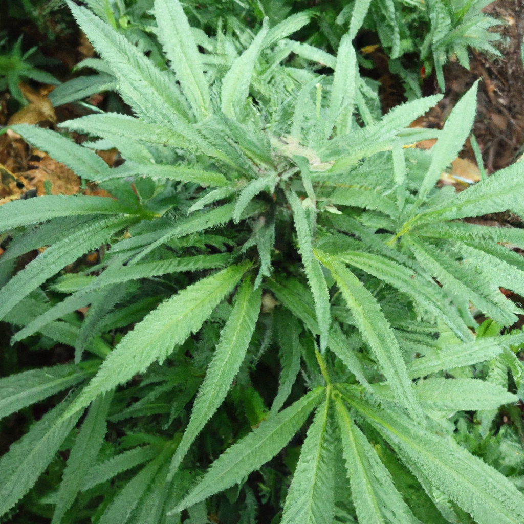 The Natural Way to Grow: Organic Cannabis Cultivation